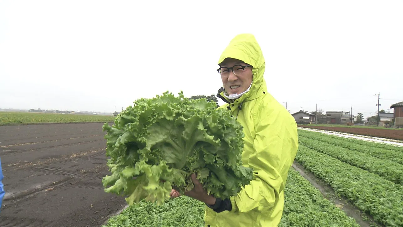 レタスの収穫を手伝う馬場