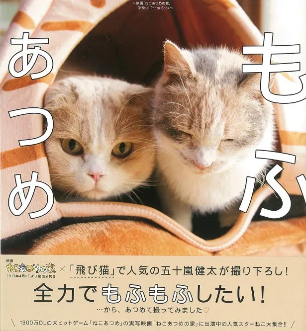 シナモンとドロップが仲良く入っているのは、ゲームでもおなじみの猫アイテム「テントピラミッド」