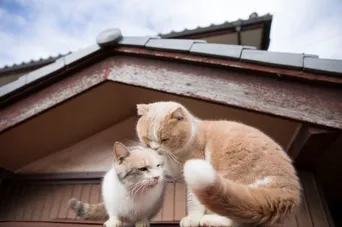 猫ブーム の裏側に迫るドキュメンタリー 語りは松井玲奈ら Webザテレビジョン