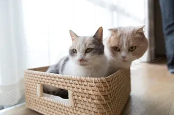 シナモン＆ドロップ、スター猫たちの“イチャイチャ”ショット14連発！