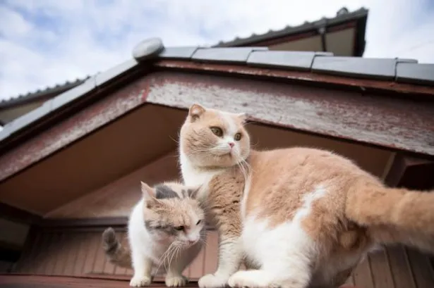 屋根の上に出てみたよ