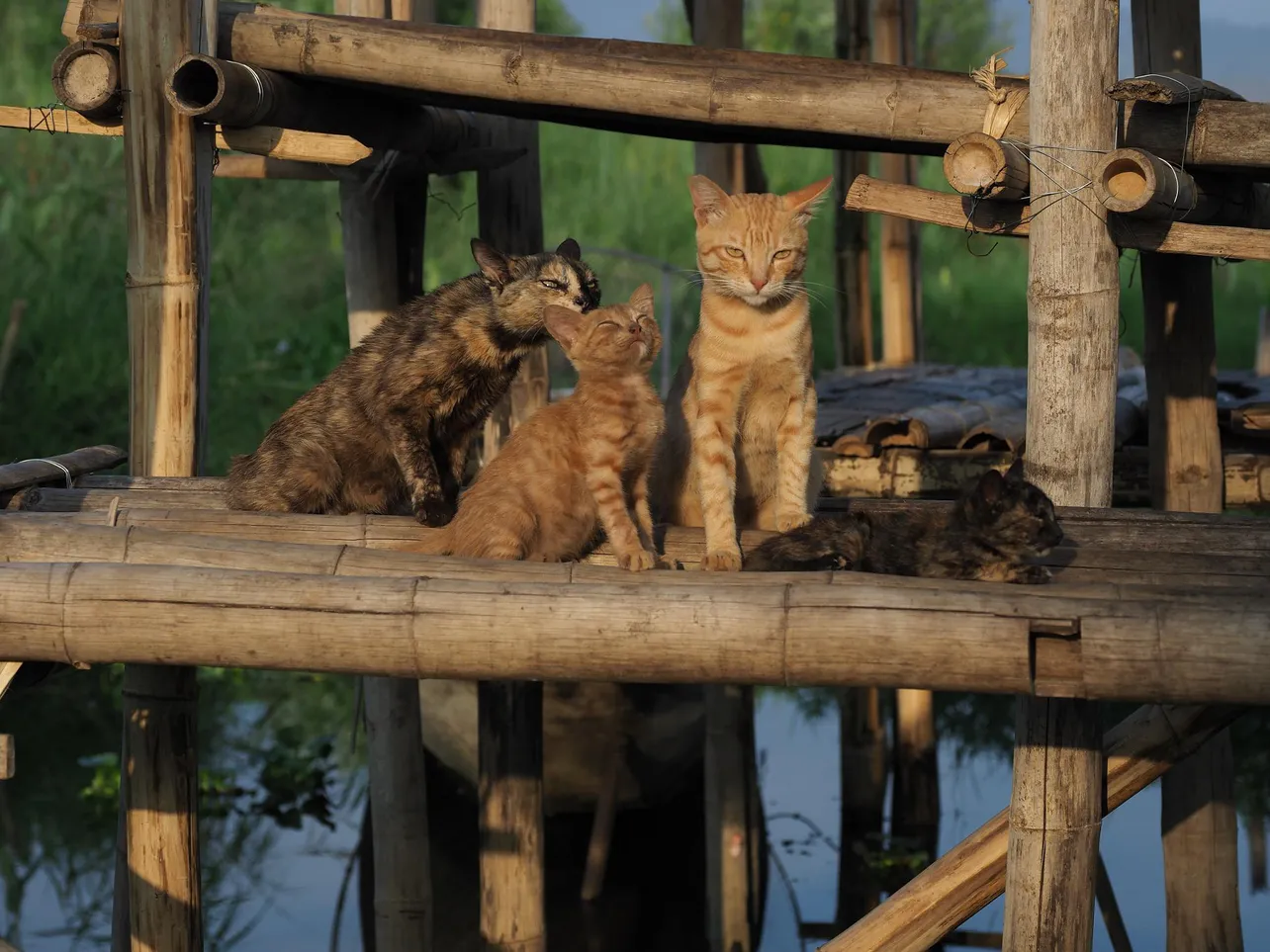 【写真を見る】写真家・岩合光昭氏が映し出す“ネコ目線のネコの世界”
