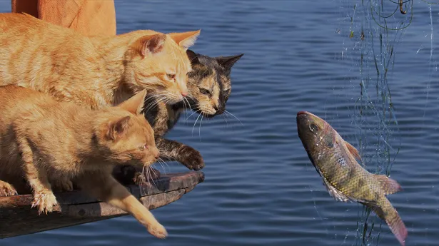【写真を見る】中村倫也が話し掛けるようにナレーション！網にかかった魚を狙うネコの家族