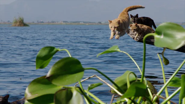 【写真を見る】父ネコのエーワーがダイナミックに湖へダイブ！それを見守る子ネコたち