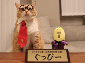 2月22日“猫の日”に「BSテレ東」で“猫まみれ”の番組やCMを放送