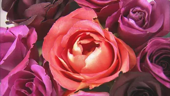 おうち時間の趣味にいかが? 色鮮やかなドライフラワー作り<世界一の九州が始まる!>