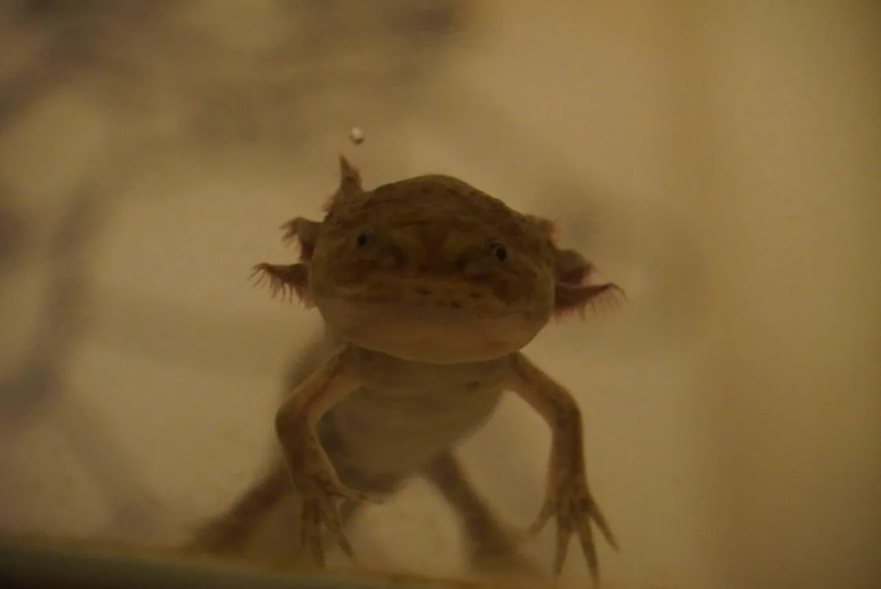 酒寄さんが飼っているウーパールーパーのえちごじまさん