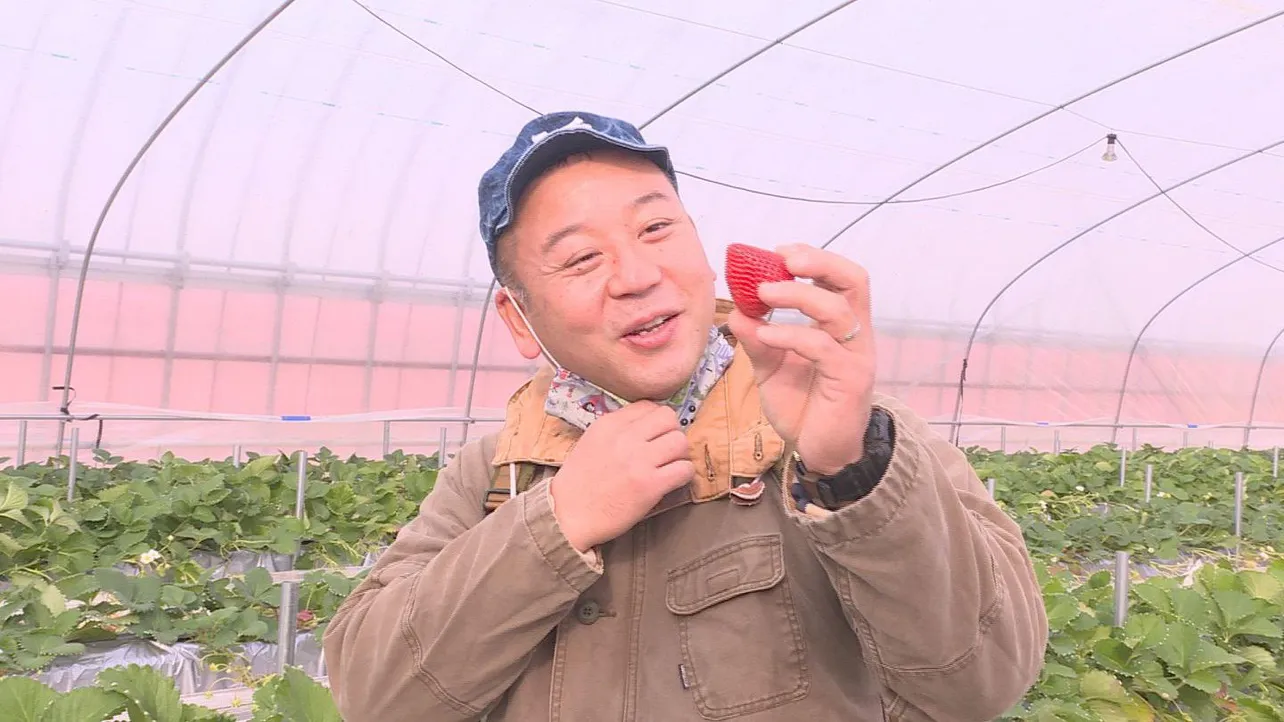 訪れた島根県で、完熟した甘～いイチゴを収穫する