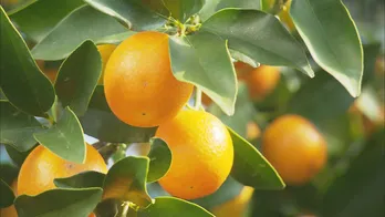 ジャム加工場は閉校小学校を活用!100年続く鹿児島の果樹園が描く未来<世界一の九州が始まる!>