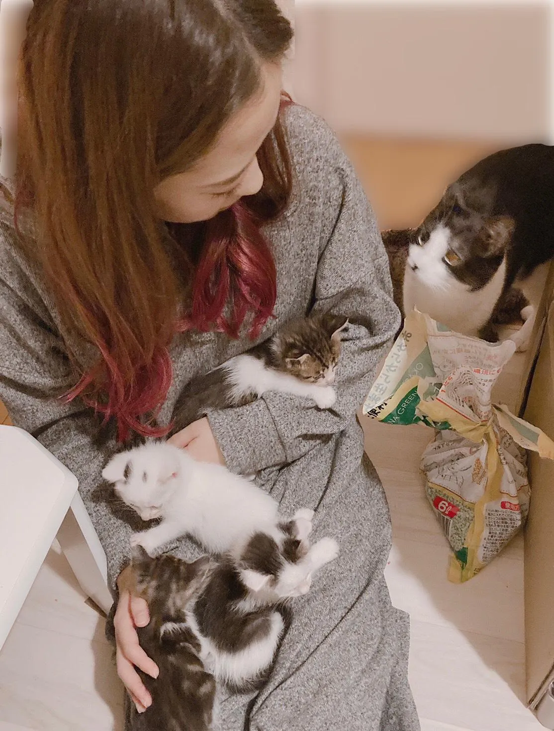 【写真を見る】ミルクボランティアで一時預かりした保護猫たち。小田さくらは猫たちに幸せをあげたいと話す