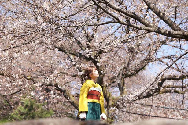 Singing Cosplayer Hikariによる初音ミク「夢と葉桜」のカバー動画