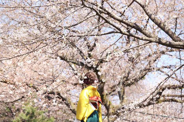 Singing Cosplayer Hikariによる初音ミク「夢と葉桜」のカバー動画