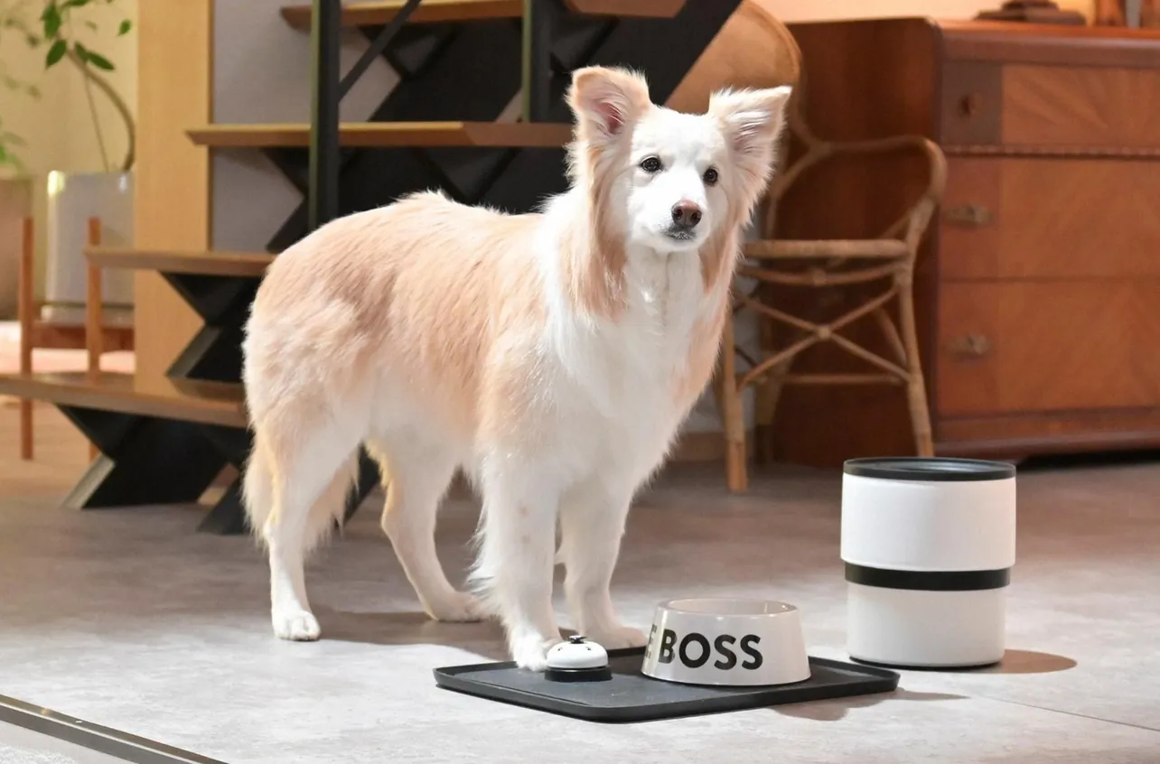 ルームシェアするマンションで飼っている犬のこうじ