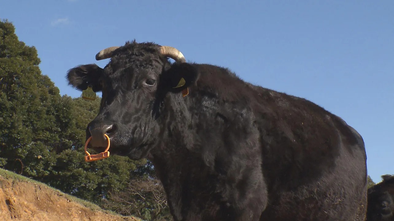【写真を見る】鏡山牧場で放牧されている黒毛和牛