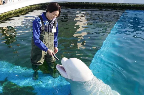 【写真を見る】櫻井翔“風真”、イルカに餌を渡しながら思わずニッコリSHOT