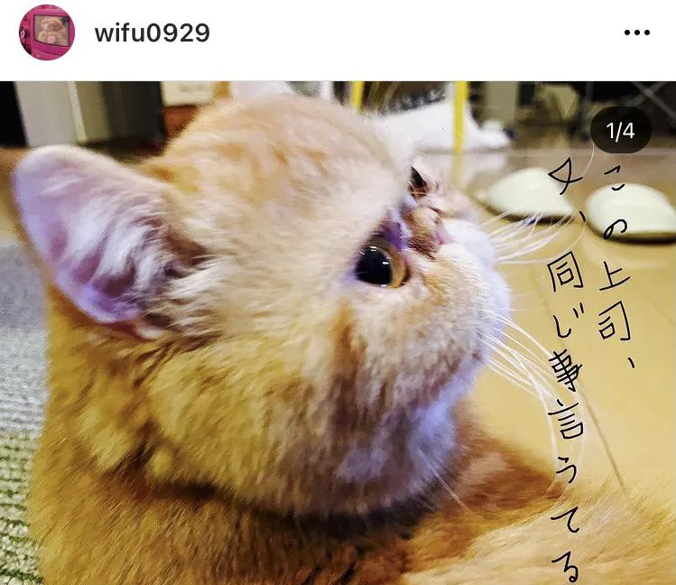 ※久保田かずのぶ愛猫"ワイフ”Instagramアカウント(wifu0929)より