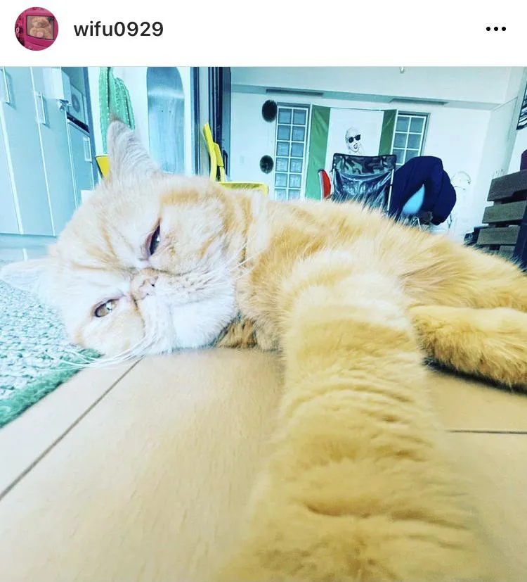 ※久保田かずのぶ愛猫"ワイフ”Instagramアカウント(wifu0929)より