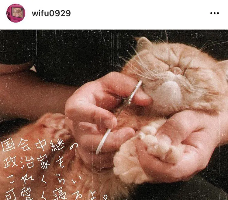 ※久保田かずのぶ愛猫"ワイフ”Instagramアカウント(wifu0929)より