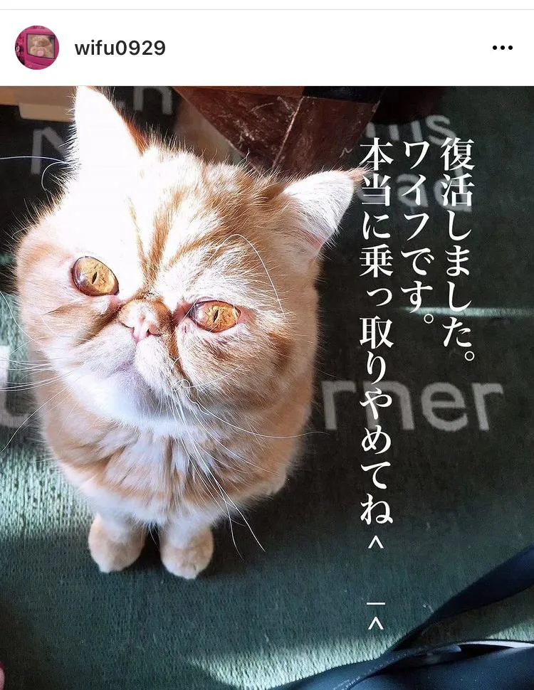 【写真を見る】そっくり？久保田の“愛猫”「ワイフ」