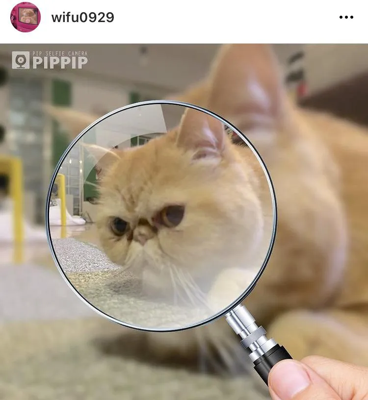 ※久保田かずのぶ愛猫"ワイフ”Instagramアカウント(wifu0929)より