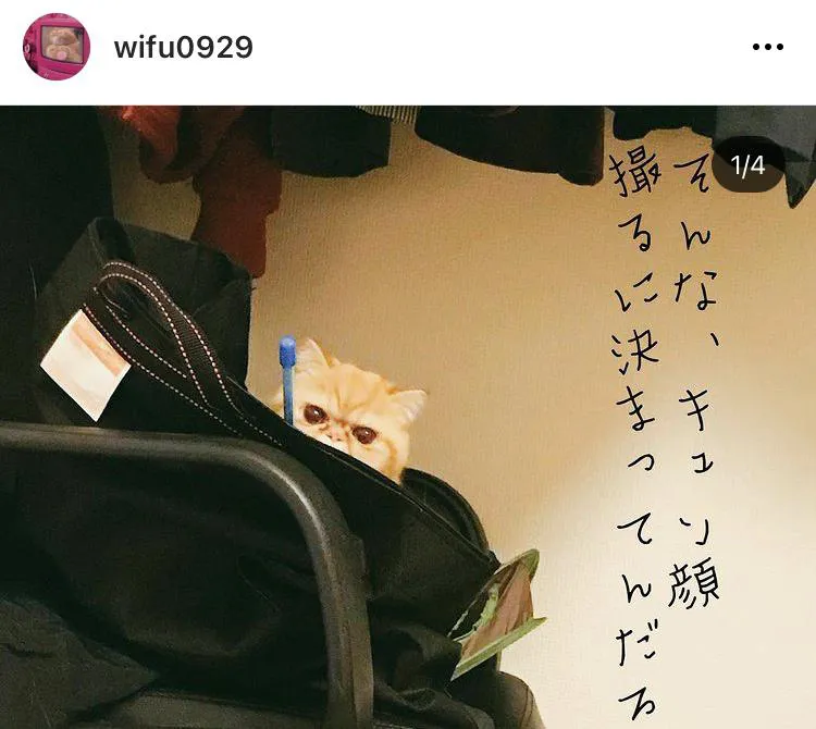 ※久保田かずのぶ愛猫"ワイフ”Instagramアカウント(wifu0929)より