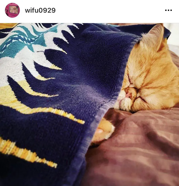 ※久保田かずのぶ愛猫"ワイフ”Instagramアカウント(wifu0929)より