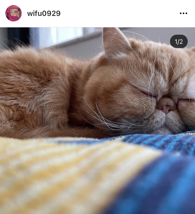 ※久保田かずのぶ愛猫"ワイフ”Instagramアカウント(wifu0929)より