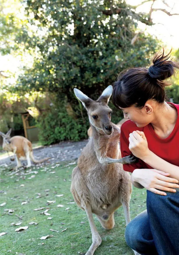 【写真を見る】オーストラリアでカンガルーとたわむれる綾瀬