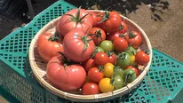 【写真を見る】長濱ねるらが試食したつやつやで鮮やかな色のトマト