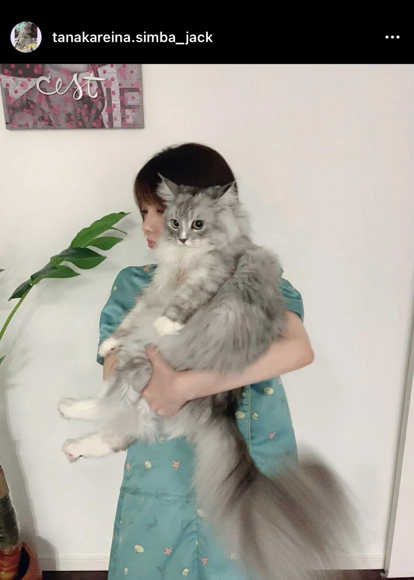【写真を見る】パジャマ姿の田中れいなに抱っこされる愛猫ジャック(ほか、癒やされる猫ちゃんSHOTなど)