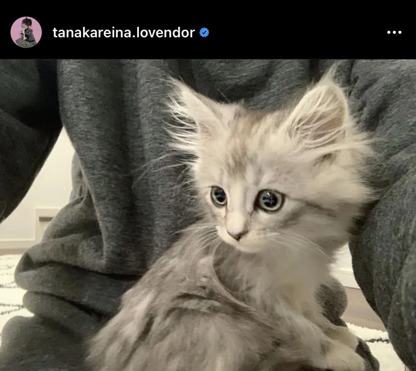 2020年1月、田中家に迎えられた子猫のときの小さいジャック