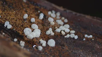 暗闇で光るキノコ・エナシラッシタケの神秘、溺愛する女性研究者の熱意<世界一の九州が始まる!>