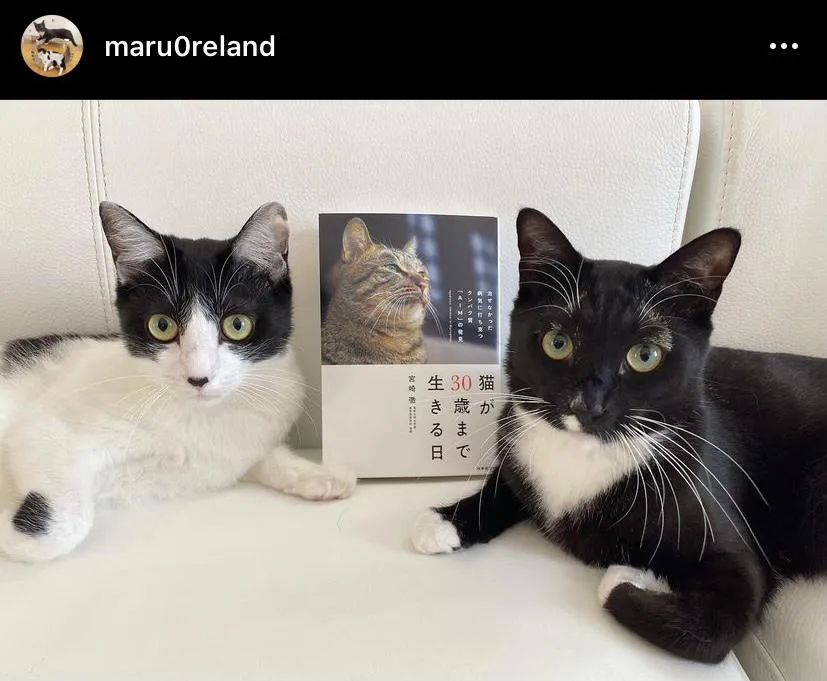仲良しコンビ、藤あや子の愛猫オレオ(左)とマル(右)