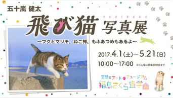 猫ブーム の裏側に迫るドキュメンタリー 語りは松井玲奈ら Webザテレビジョン