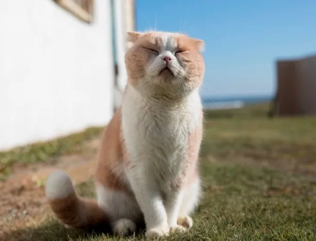 画像 【ねこ画像いっぱい】『飛び猫』カメラマン五十嵐健太の全国巡回 