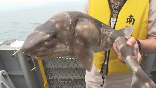 食材 深海魚 の認知向上と消費拡大を目指す 大学教授の取り組みに迫る 世界一の九州が始まる Webザテレビジョン