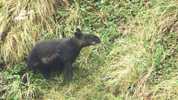 【写真を見る】標高4000mで遭遇した、絶滅危惧のバク。アンデスの山奥にわずか2500頭しか生き残っていない