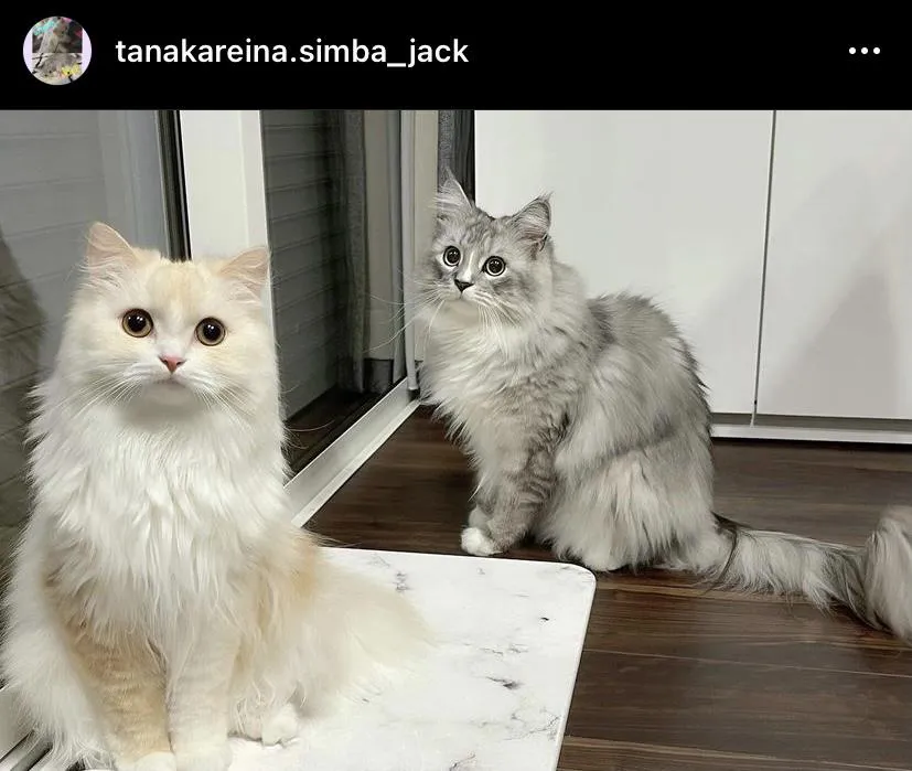 ※画像は田中れいな猫専用Instagram(tanakareina.simba_jack)より