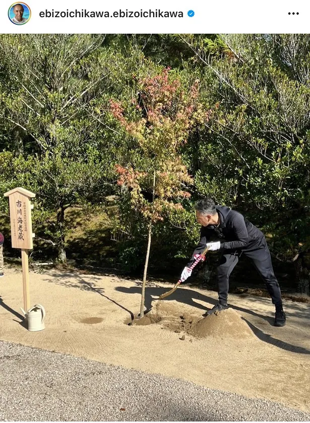 市川海老蔵、京都平安大使として記念植樹を行なう様子