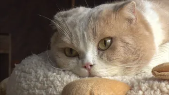 映画「ねこあつめの家」秘蔵写真公開&トレーナーが舞台裏を告白!