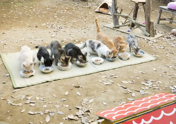 仲良く並んで食事をするネコたち