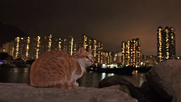 香港の美しい夜景の中、まったり過ごすネコたち