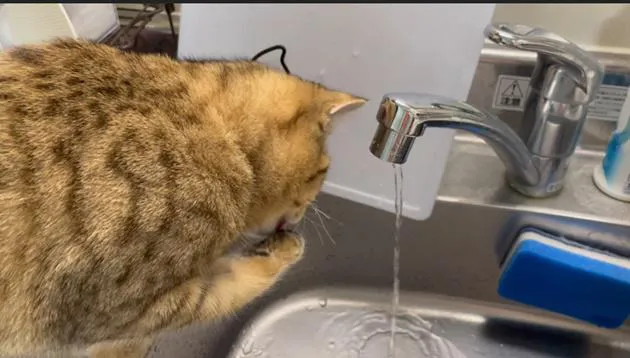 水道から出る水で顔を洗う猫