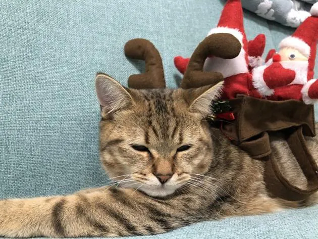 メリークリスマス！トナカイのコスプレをする猫