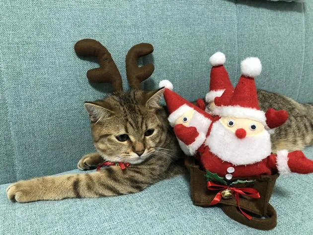 メリークリスマス！トナカイのコスプレをする猫