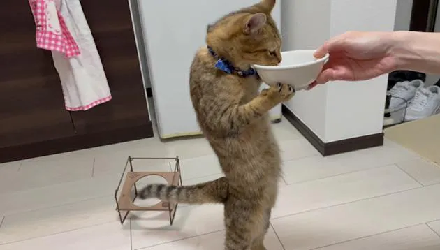 立ったままご飯を食べる猫