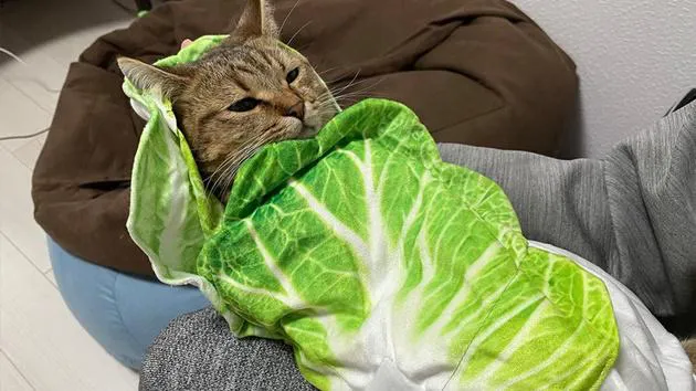 【写真】可愛すぎて食べれられない…！“白菜のおくるみ”にすっぽり包まれる子猫