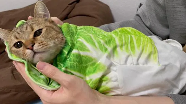 白菜のおくるみ”にすっぽり包まれる猫