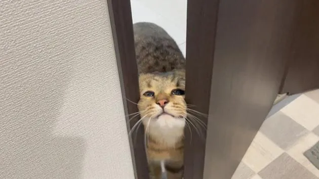 どういう表情…？ドアの隙間から顔を出す猫