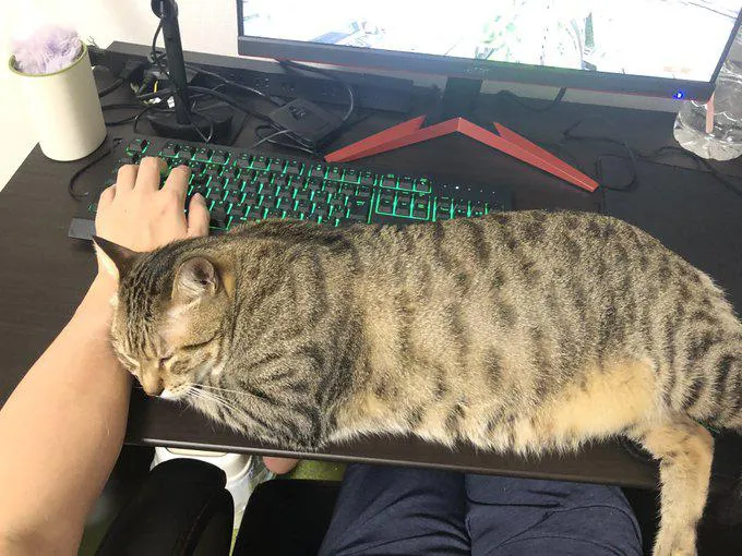 可愛いから許しちゃう…！パソコンの上で寝る猫